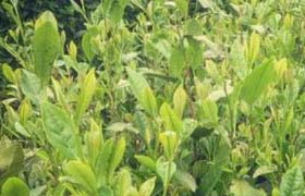手工绿茶的制作方法介绍