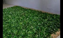 绿茶制作工艺流程