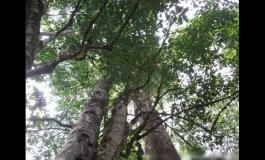 普洱茶的产地：古代/近代/现代产地介绍